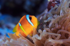 Clownfish-13