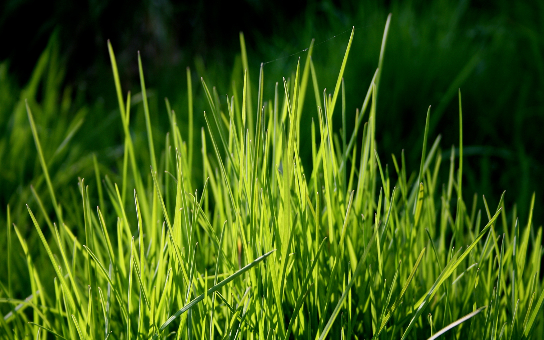 Grass HD Wallpapers and Background Images | YL Computing