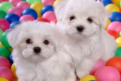 Puppies-123