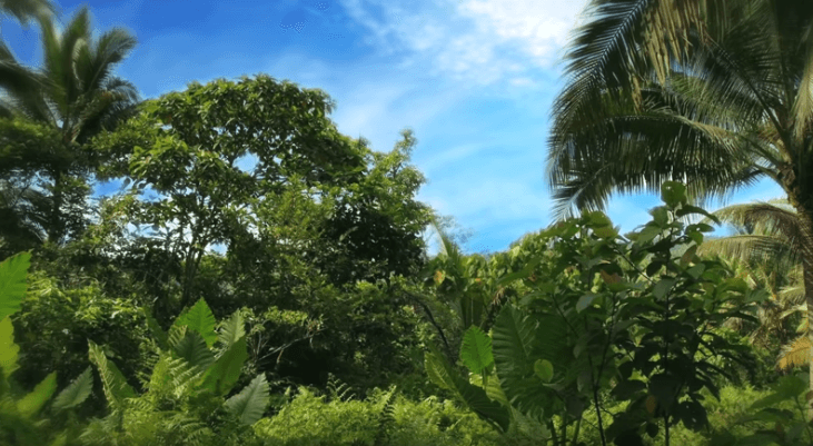 Green tree, blue sky and white clouds – Nature HD Video Loop – YL Computing