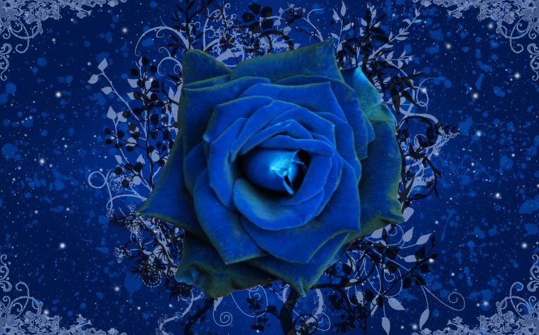 Blue Roses Wallpapers | HD Background Images | Photos | Pictures – YL Computing