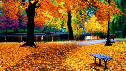 Autumn Leaves Wallpapers | HD Background Images | Photos | Pictures ...