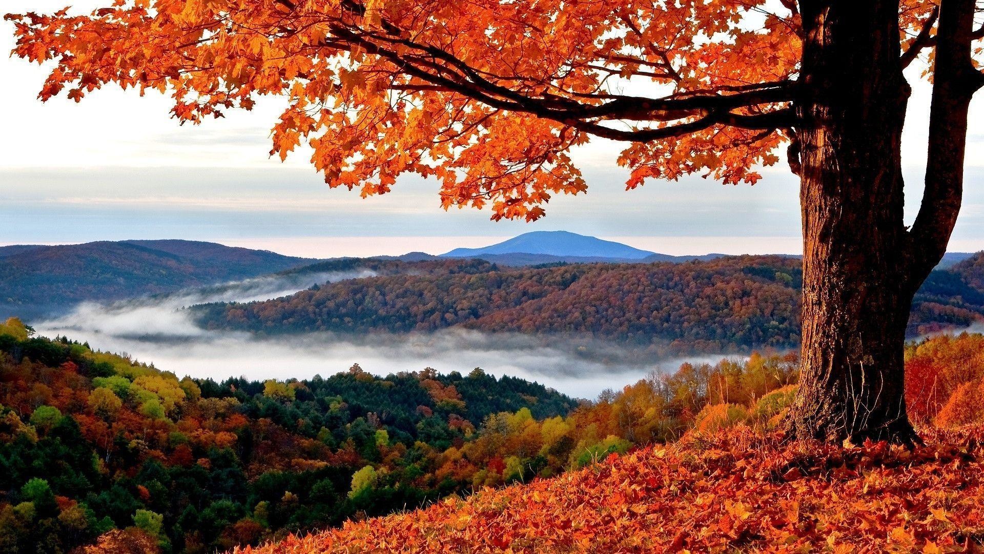 Fall Leaves Wallpaper Desktop