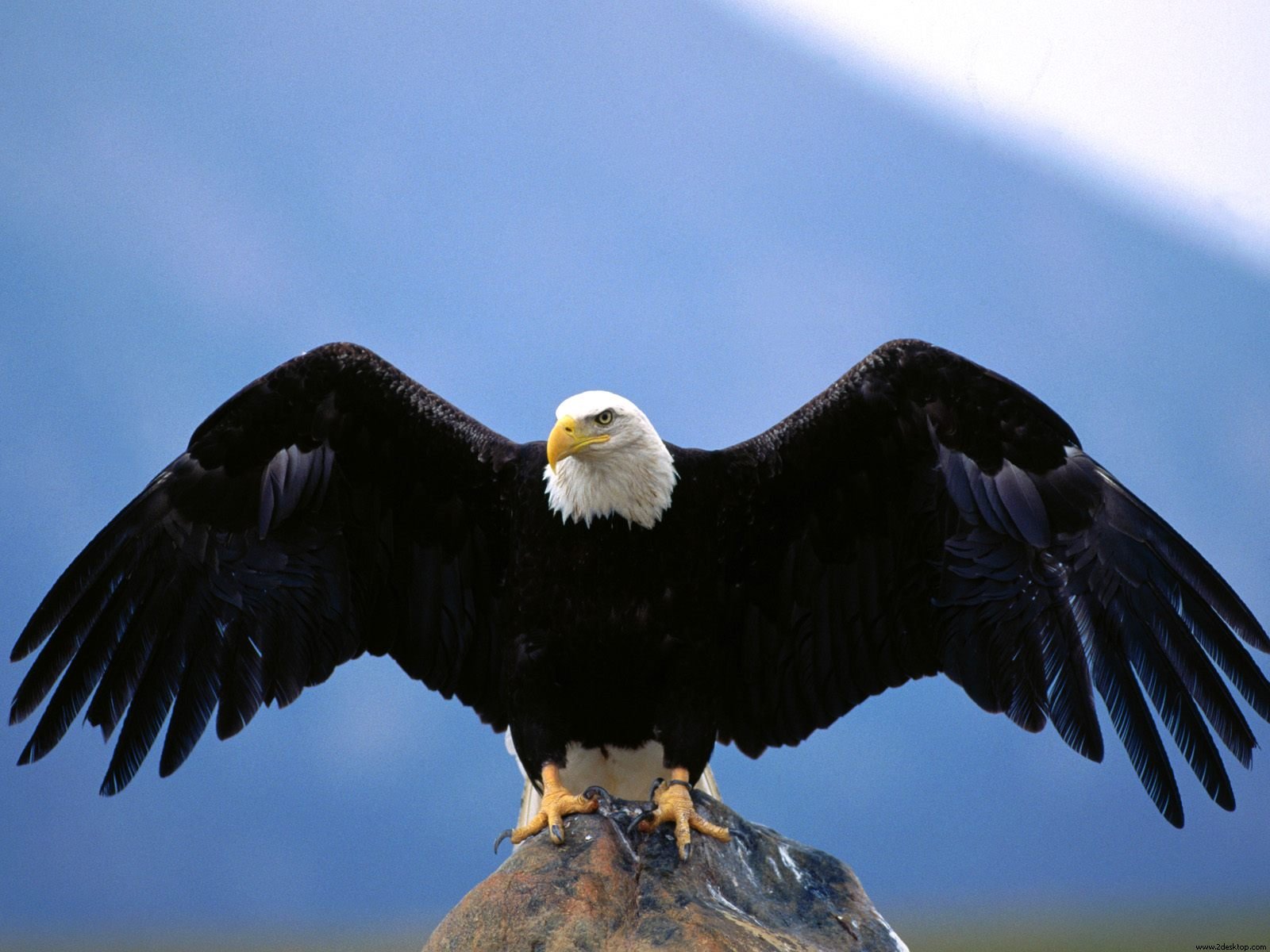 Eagle Wallpapers | HD Background Images | Photos | Pictures – YL Computing
